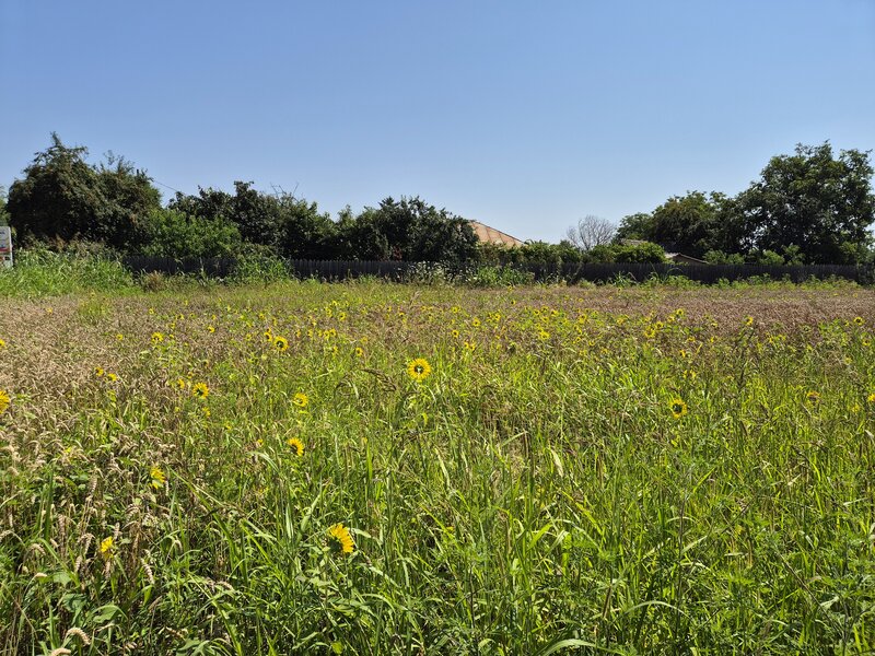 Snagov, Ciofliceni