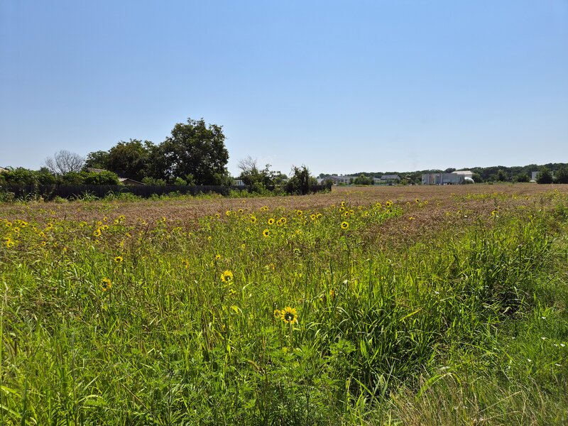 Snagov, Ciofliceni