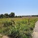 Snagov, Ciofliceni
