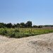 Snagov, Ciofliceni