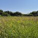 Snagov, Ciofliceni