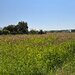 Snagov, Ciofliceni